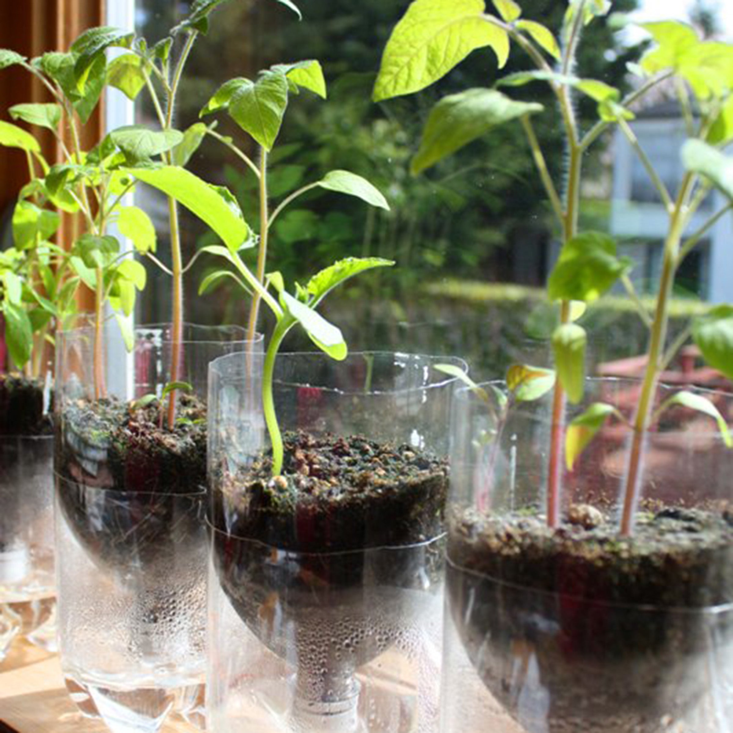 DIY Self-Watering Seed Starter Pots for Kids