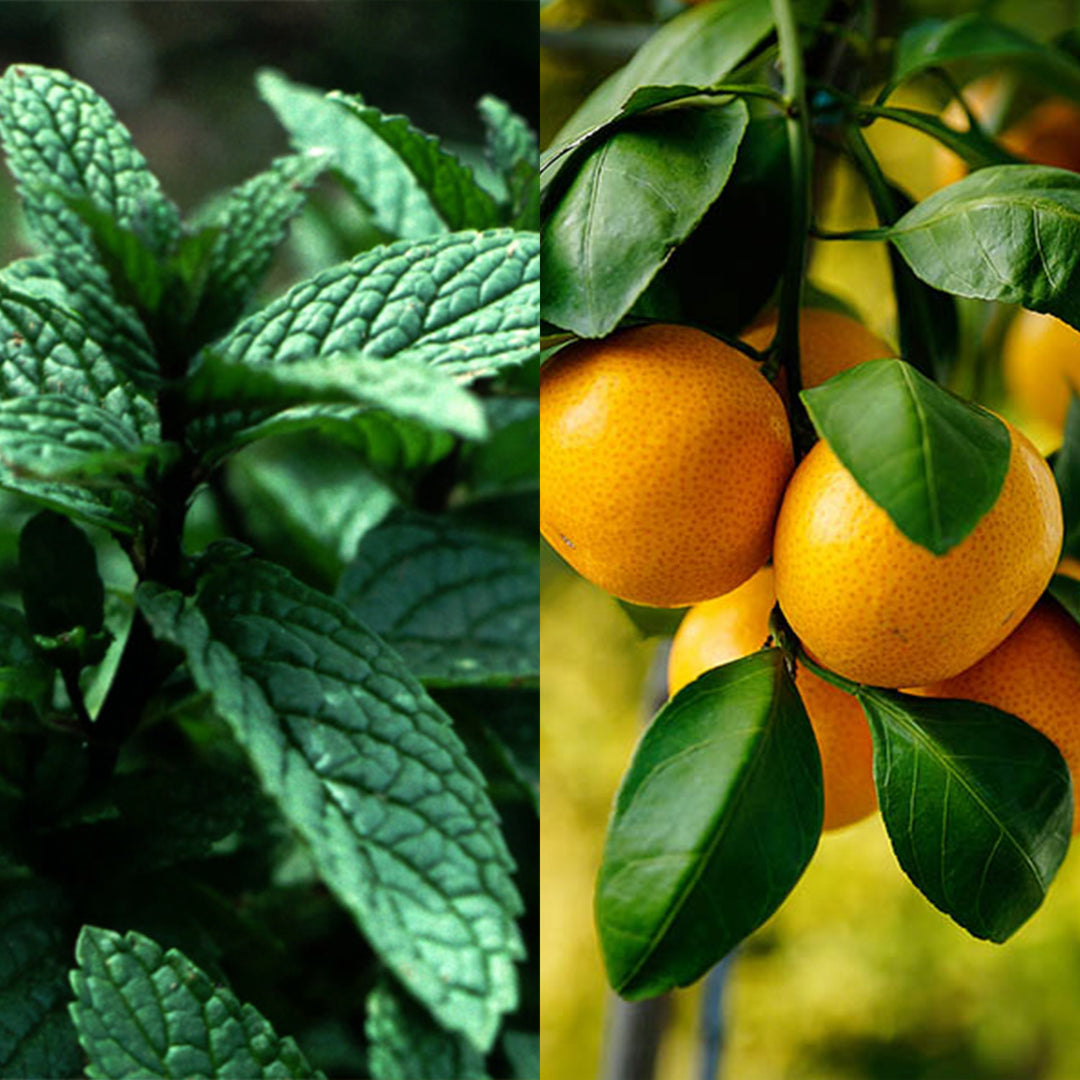 Citrus Mint Lotion Bar - Seattle Sundries - Solid Lotion