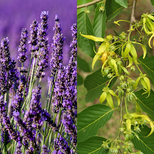 Summer Flower Lotion Bar - Seattle Sundries - Solid Lotion