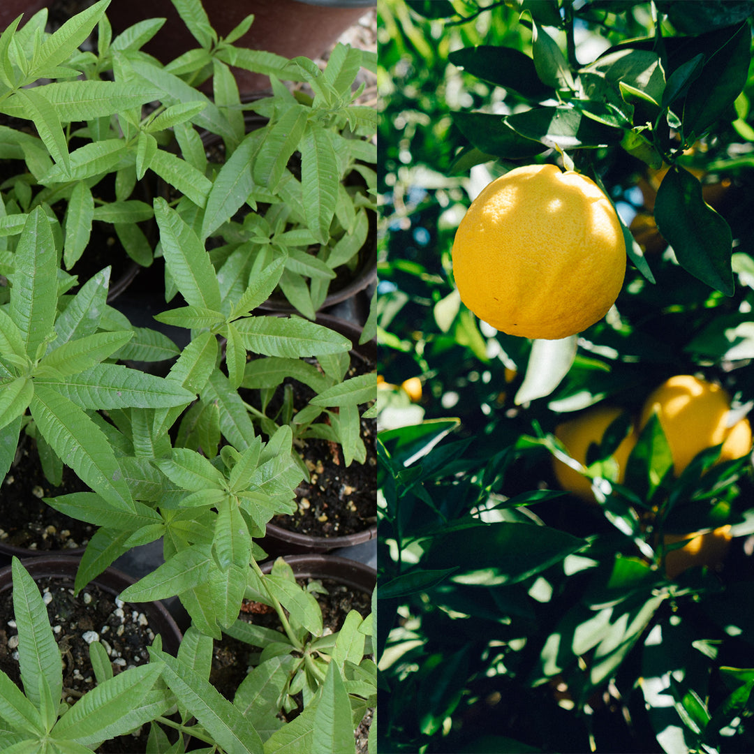 Herbal Lemon Verbena Lotion Bar - Seattle Sundries - Solid Lotion 