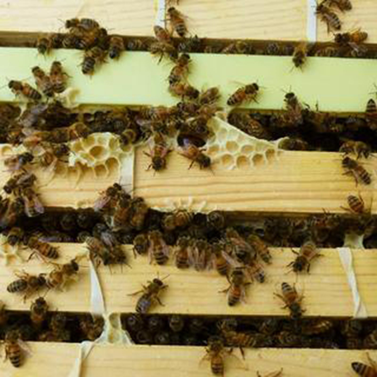 Britt's Beekeeping, Part 2: Honeycomb