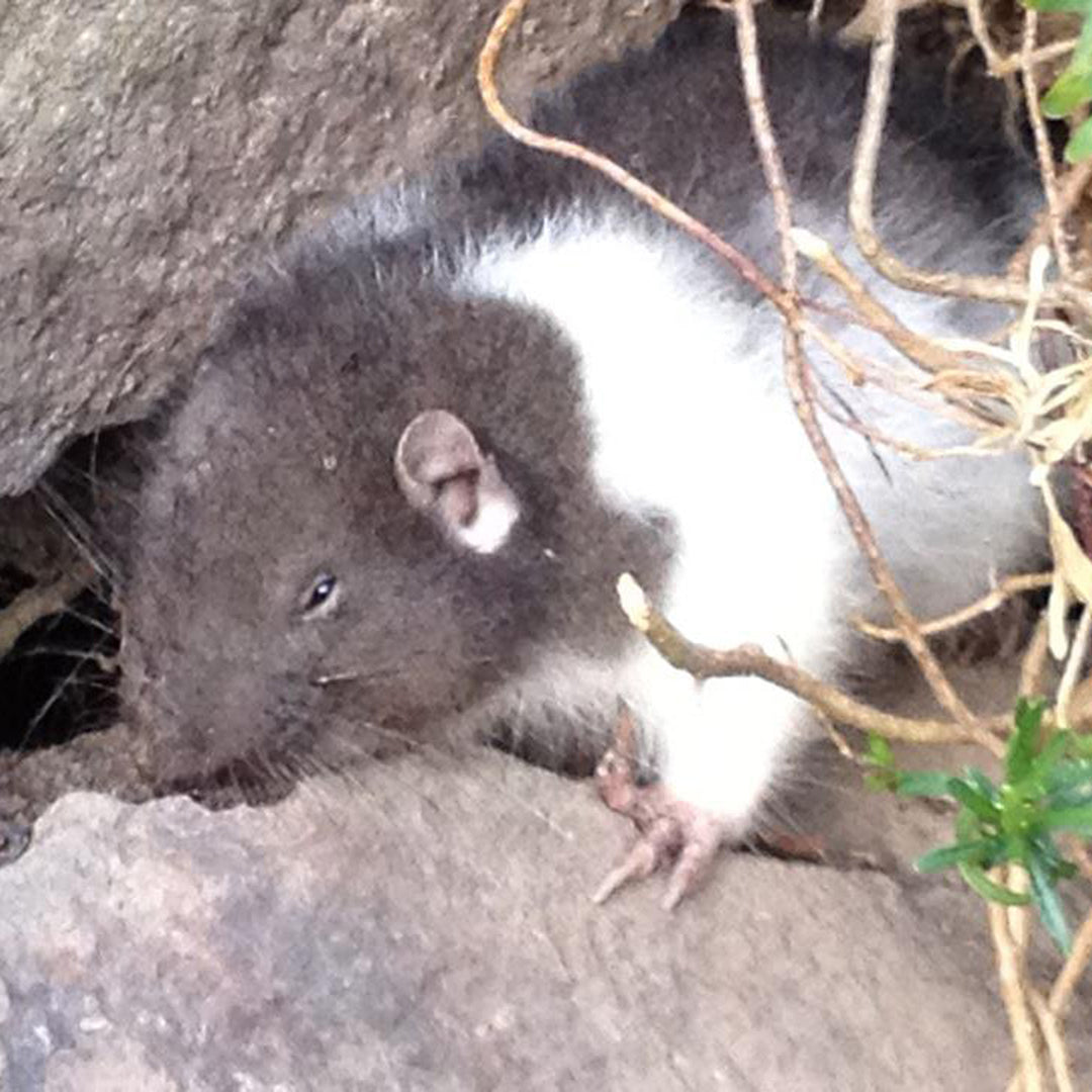 Mountain Beaver Capitol of the Known Universe