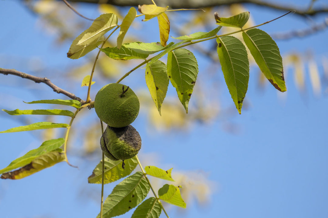 Ingredient Spotlight: Black Walnut Hull Powder