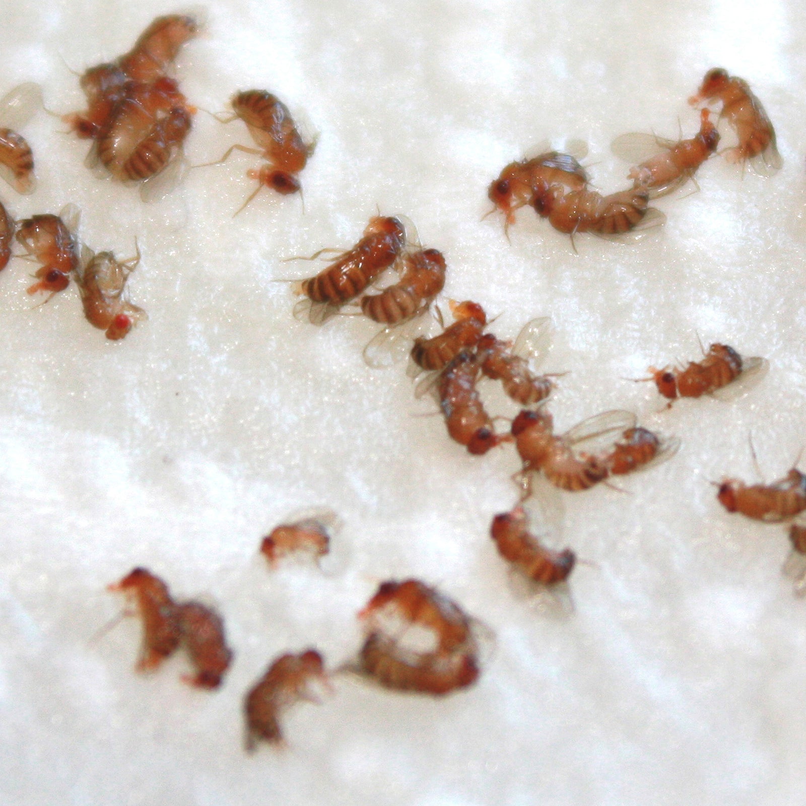 dead fruitflies