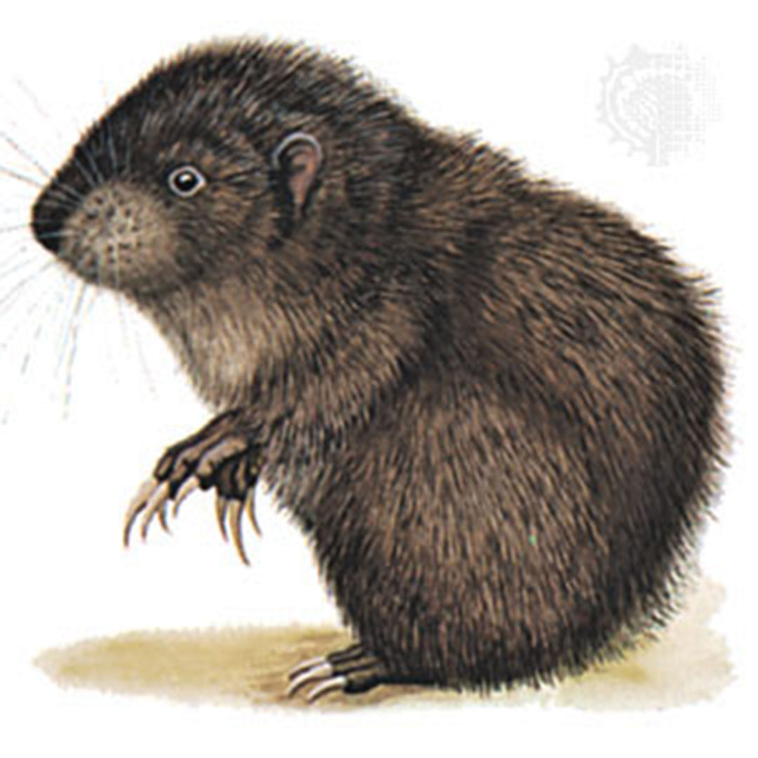 The Mountain Beaver is my Enemy
