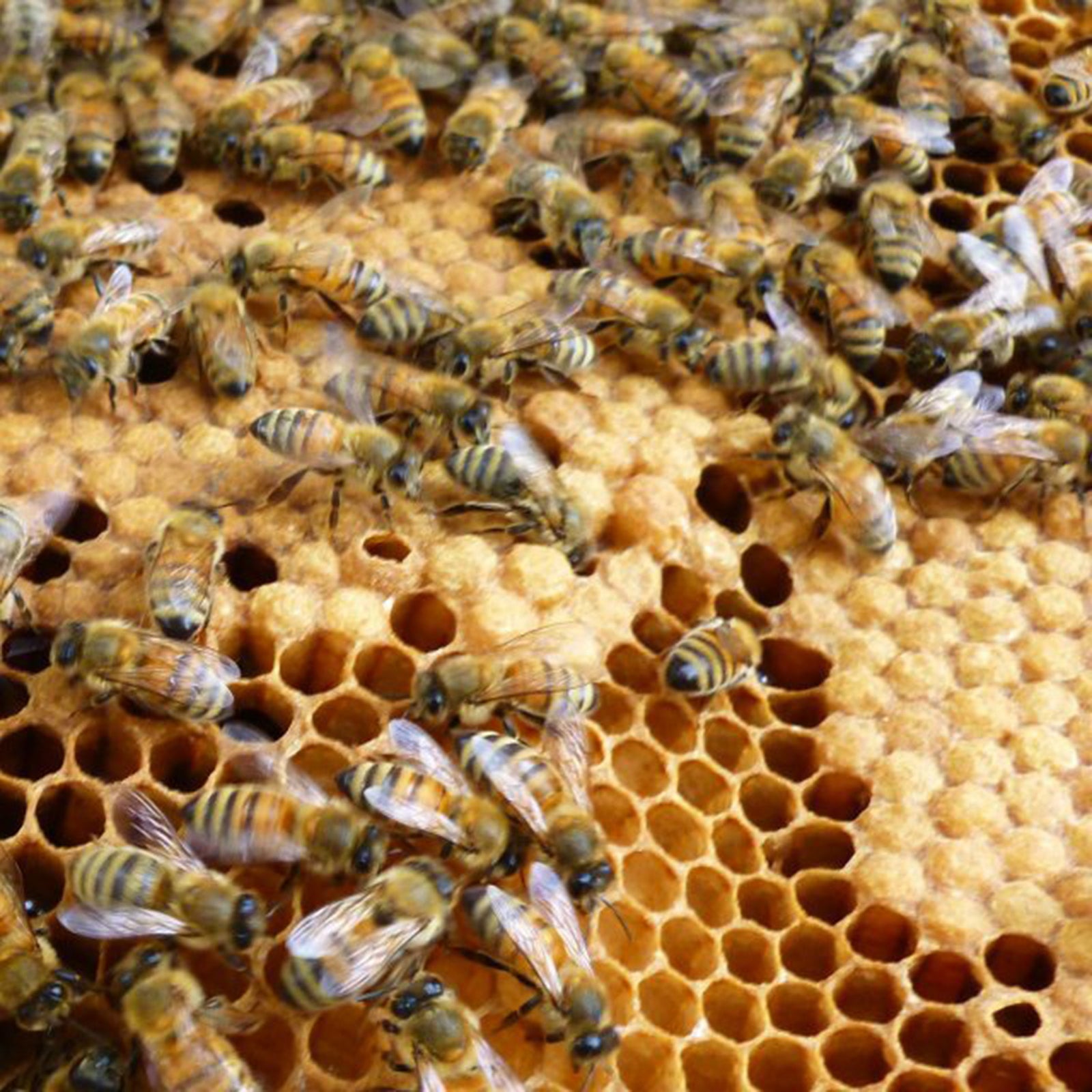 Honey Bees in Winter