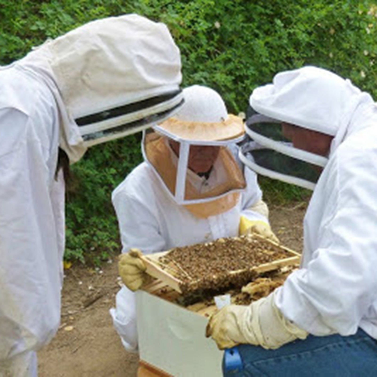 Britt's Beekeeping, Part 3: The Queen Bee