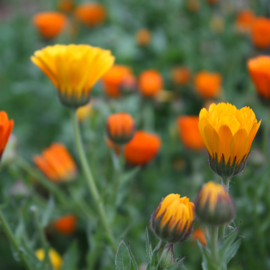 Calendula