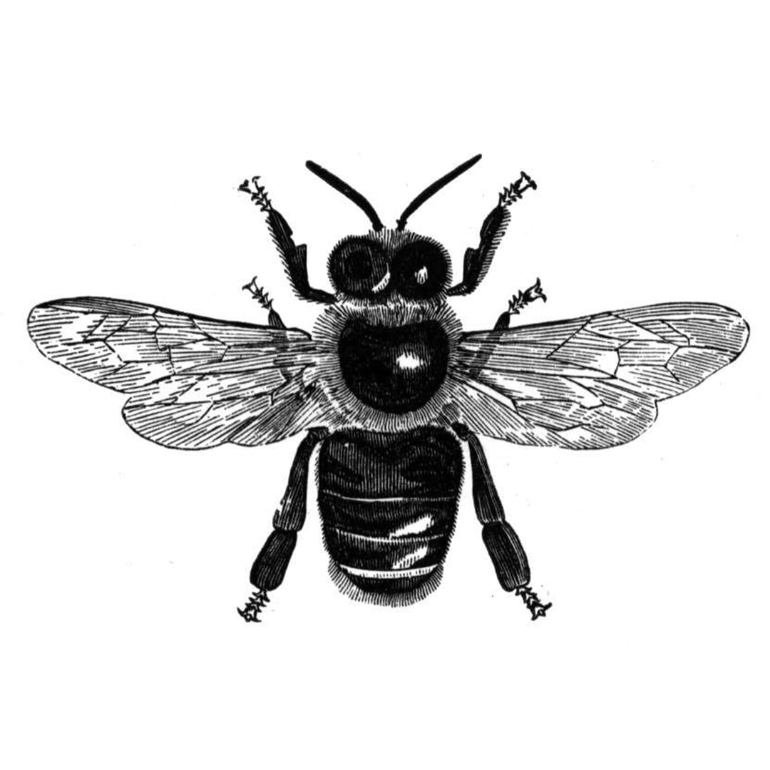 Britt's Beekeeping, Part 1: Bee Basics