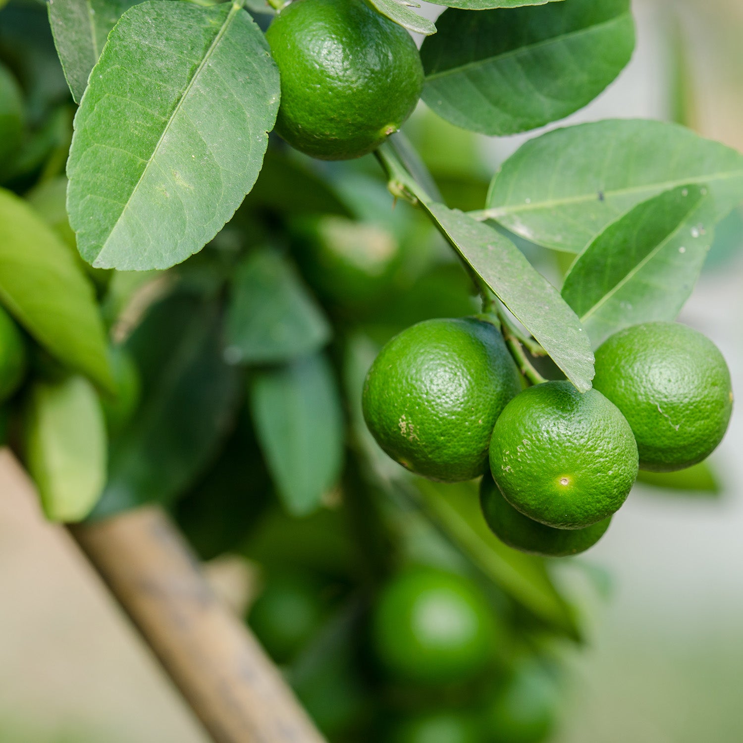 lime fruit